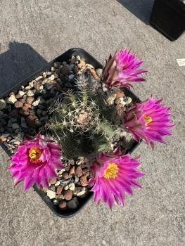 Echinocereus pulchellus ssp acanthosetus